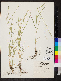 Muhlenbergia glauca image