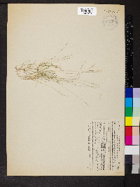 Muhlenbergia filiformis image