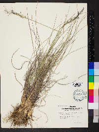 Muhlenbergia rigida image