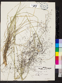 Muhlenbergia rigida image