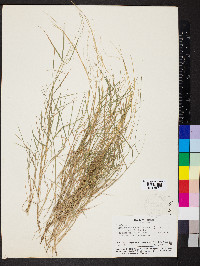 Muhlenbergia tenella image