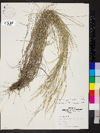 Muhlenbergia tenuifolia image