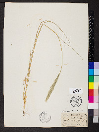 Muhlenbergia andina image