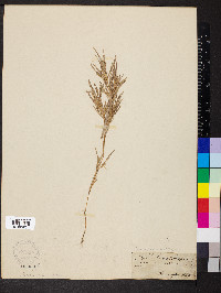 Muhlenbergia frondosa image