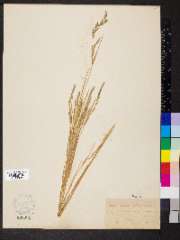 Muhlenbergia mexicana image