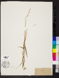 Muhlenbergia mexicana image