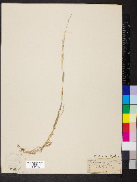 Muhlenbergia schreberi image