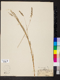 Muhlenbergia mexicana image