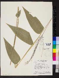 Olyra ciliatifolia image