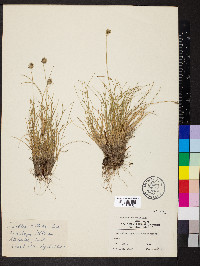 Oreochloa disticha image