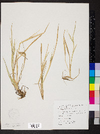 Oryza sativa image