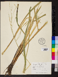 Oryza latifolia image