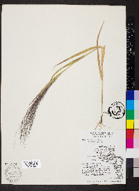 Panicum philadelphicum image