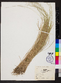 Panicum flexile image