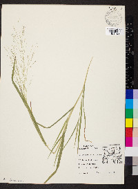 Panicum philadelphicum image