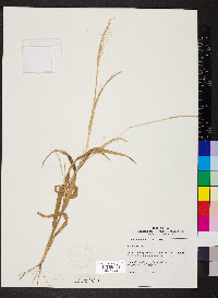 Panicum philadelphicum image