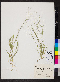 Panicum philadelphicum image