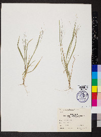 Panicum philadelphicum image