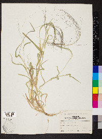 Panicum philadelphicum image