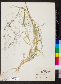 Panicum philadelphicum image