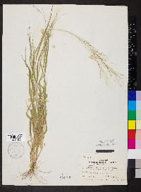 Panicum philadelphicum image