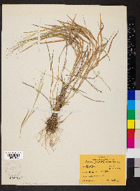 Panicum philadelphicum image