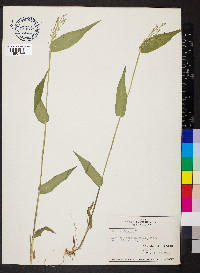 Dichanthelium boscii image