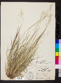 Dichanthelium linearifolium image