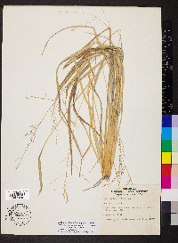 Coleataenia longifolia image