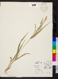 Panicum miliaceum image