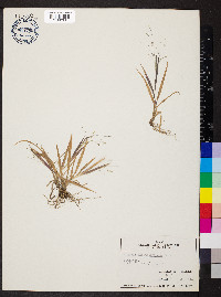 Panicum philadelphicum image