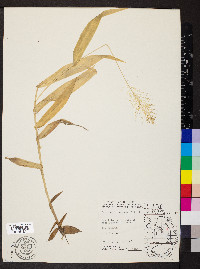 Dichanthelium polyanthes image