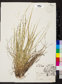 Dichanthelium linearifolium image