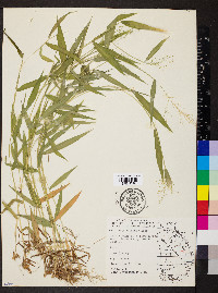 Dichanthelium dichotomum subsp. yadkinense image