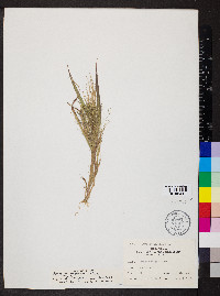 Panicum gattingeri image