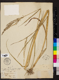 Panicum condensum image