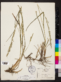 Panicum rhizomatum image