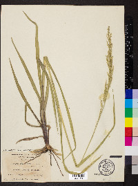 Panicum rhizomatum image