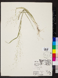 Panicum capillare var. capillare image