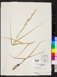 Panicum amarum image