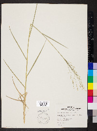 Panicum bartowense image