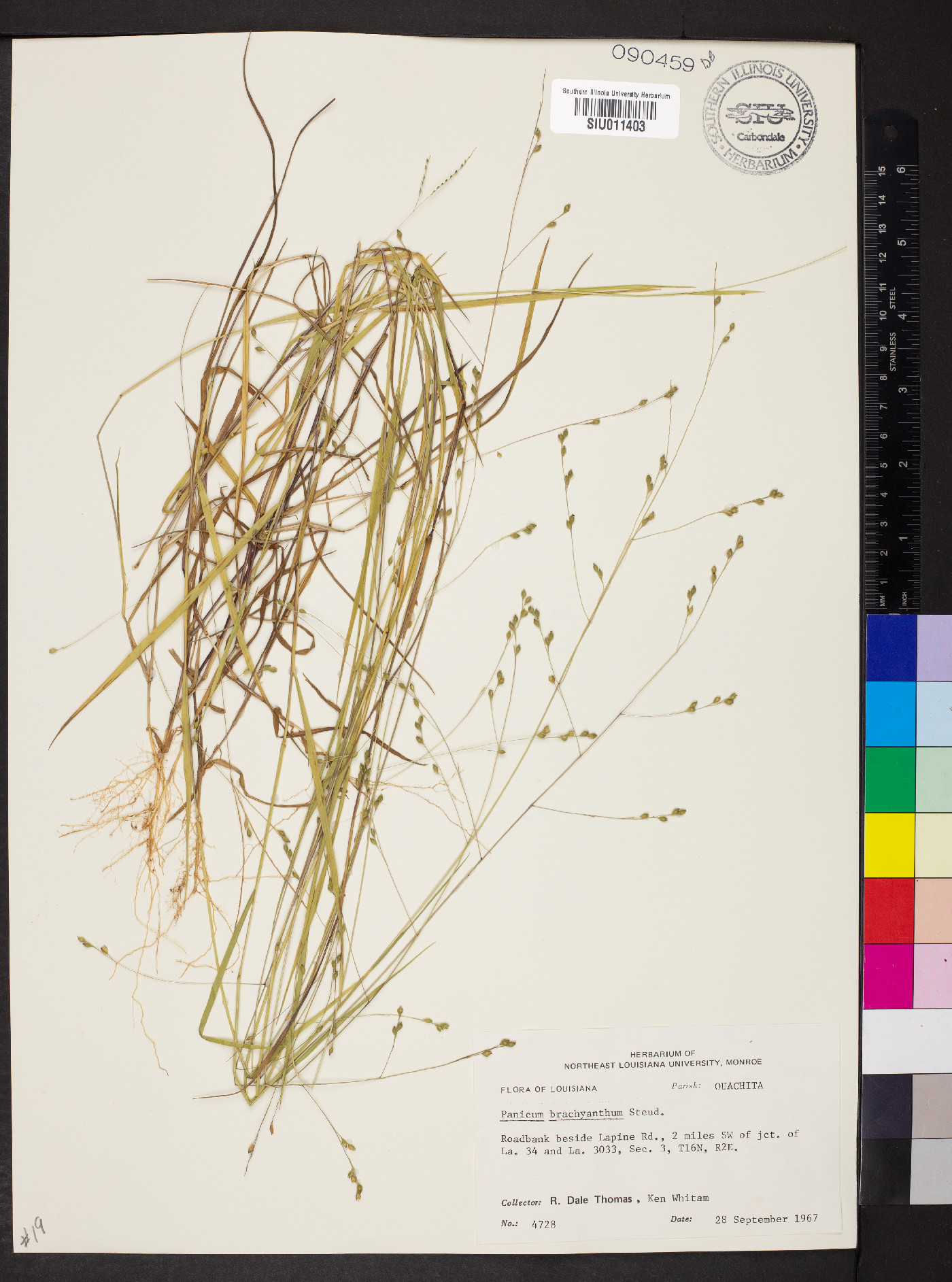 Kellochloa brachyantha image