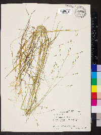 Kellochloa brachyantha image