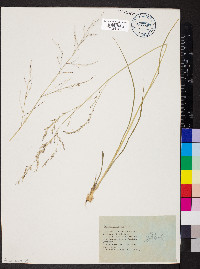 Zuloagaea bulbosa image