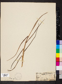 Panicum amarum image