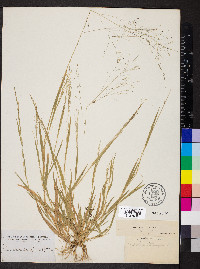 Panicum campestre image