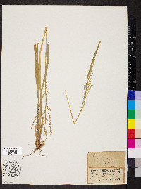 Panicum dichotomum image