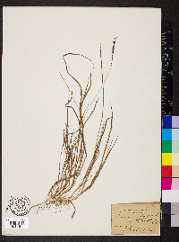 Panicum filiforme image