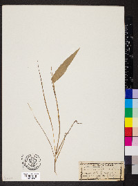 Panicum filiforme image