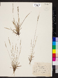 Panicum filiforme image